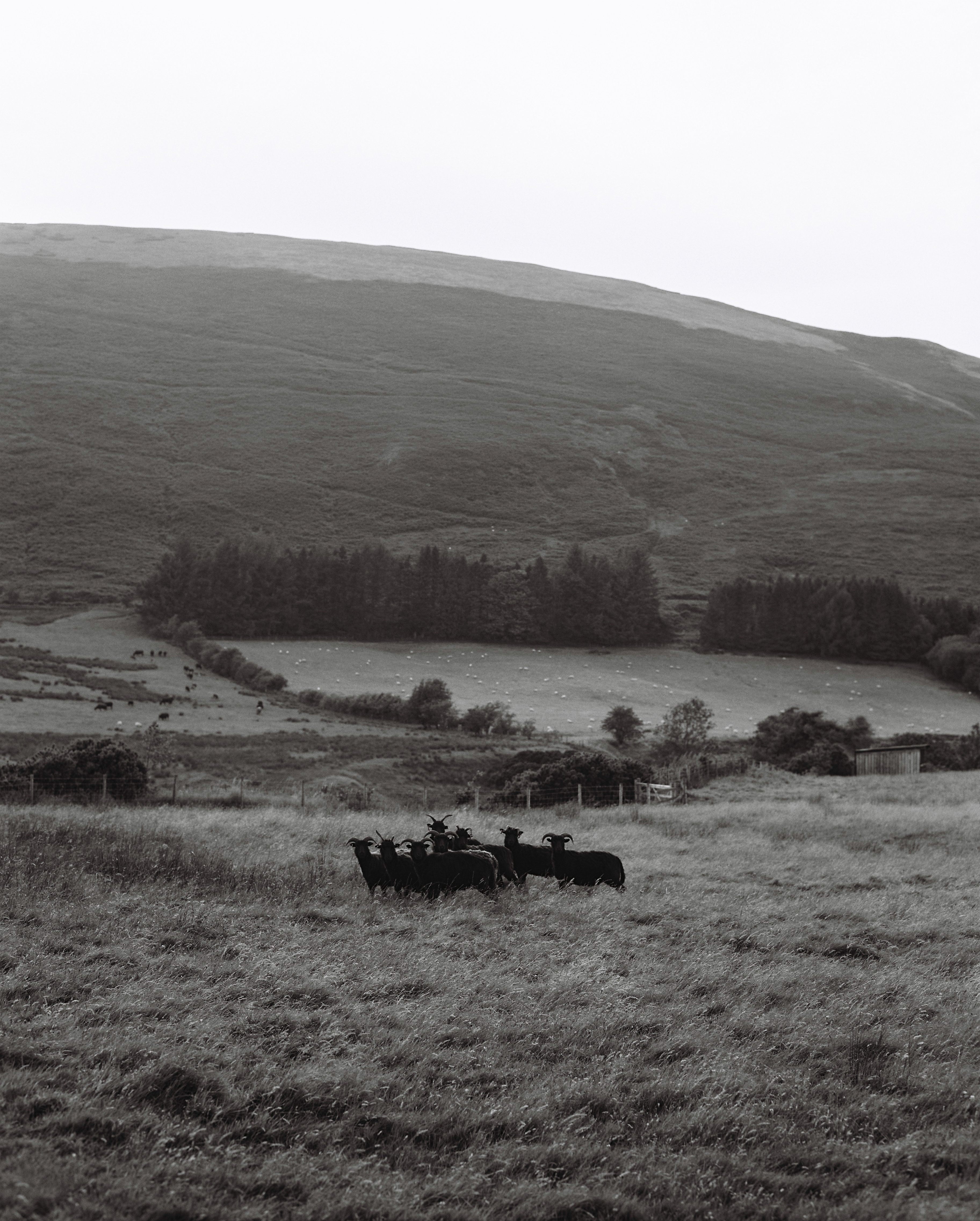 AHEAD OF THE HERD