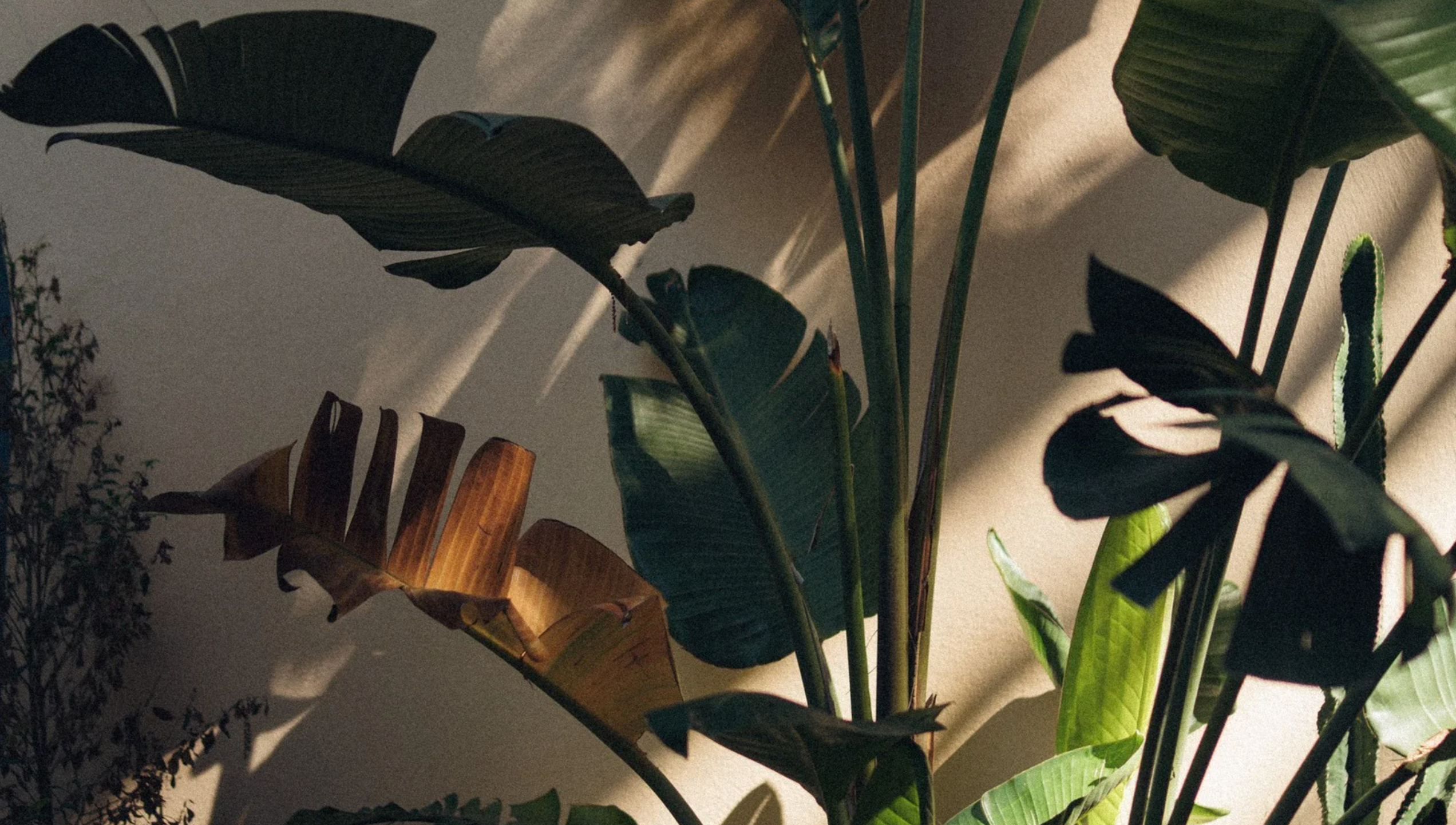 A Midsummer’s Tale