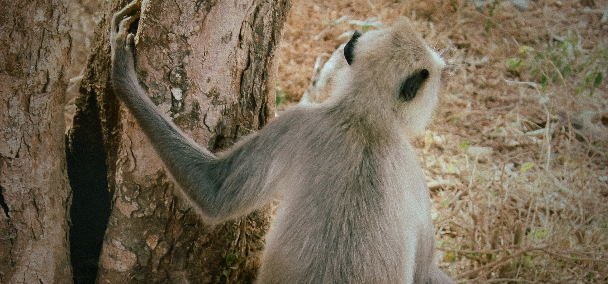 The faint rustle of the jungle